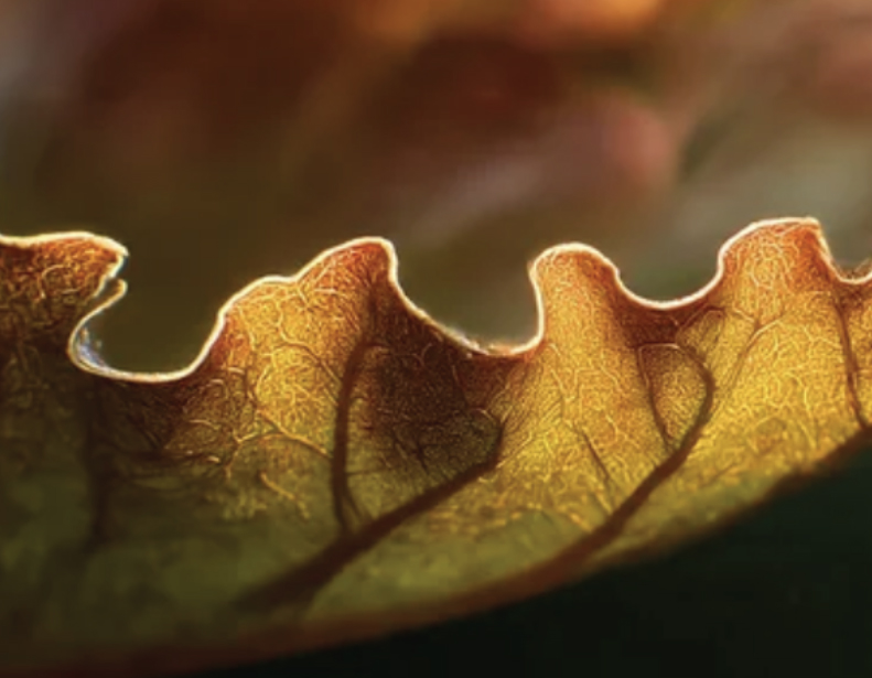 contact innerjourney breathwork
