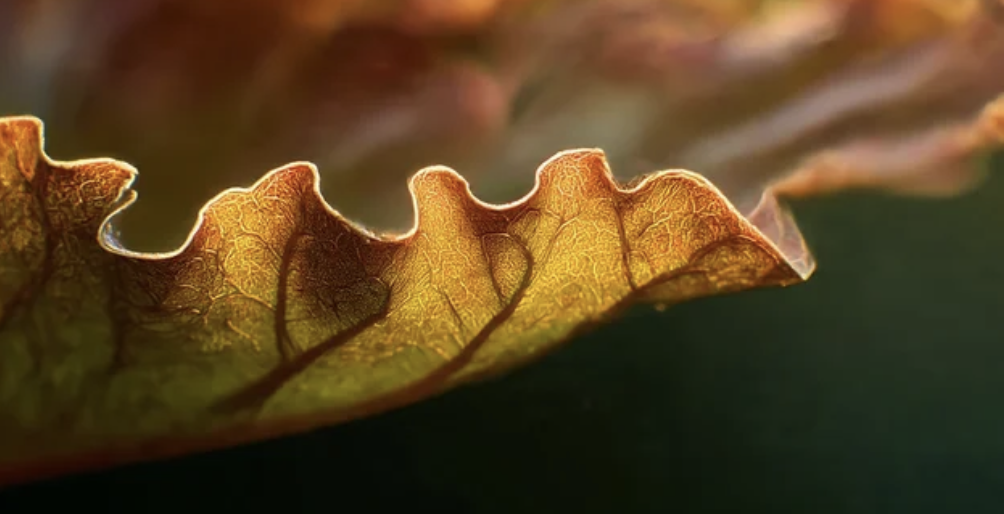 nature immersion sessoin